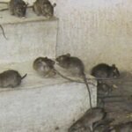 فئران كثيرة