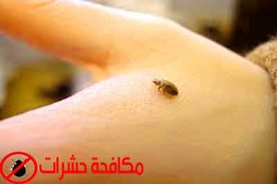 مكافحة الآفات 5 مكافحة حشرات الكويت