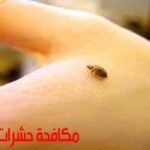 الصقر العالمية مكافحة حشرات