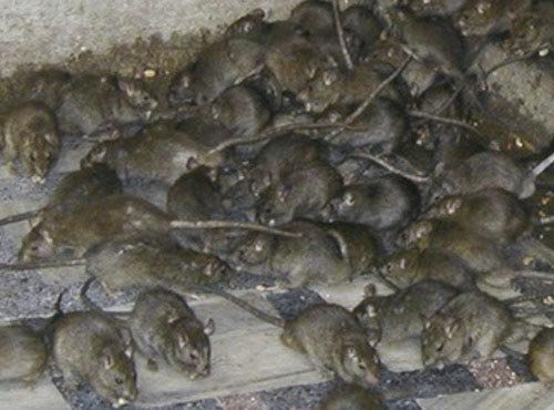 كمية كبيرة من الفئران