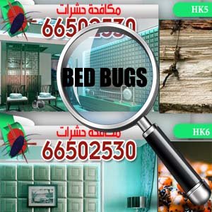 مكافحة حشرات المنزل مكافحة حشرات المنزل