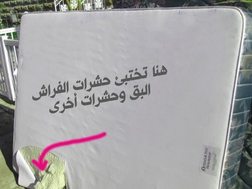 ترجمات وتحقيقات عن مكافحة الحشرات 1 حشرات مختبئة داخل الفراش