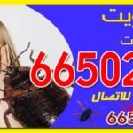 هل تبحث عن شركة مكافحة حشرات ذات خبرة 15 عاما؟