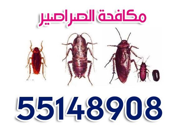 مكافحة الصراصير 66502530 1 مكافحة كافة أنواع الصراصير
