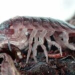 5 طرق جديدة لمكافحة الحشرات