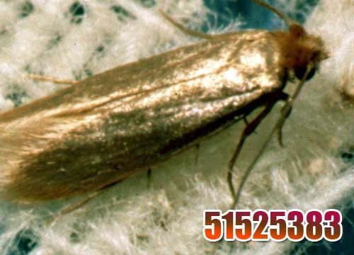 ﻿﻿مكافحة حشرات جليب الشويخ 51525383